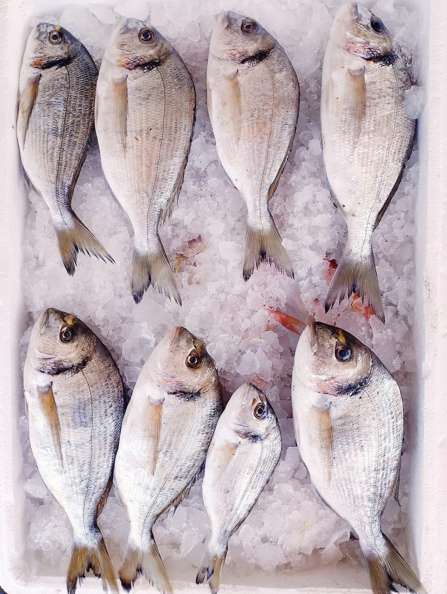 Loading fish crates for transport